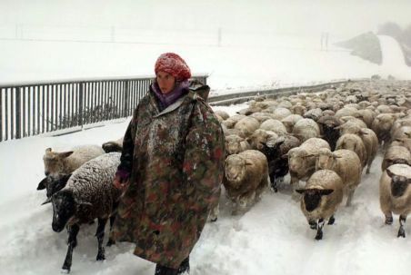Carole und ihre Schafe