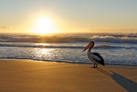Australischer Pelikan beobachtet Sonnenuntergang